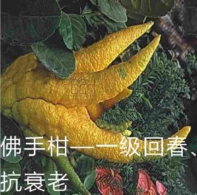 意大利佛手柑精油