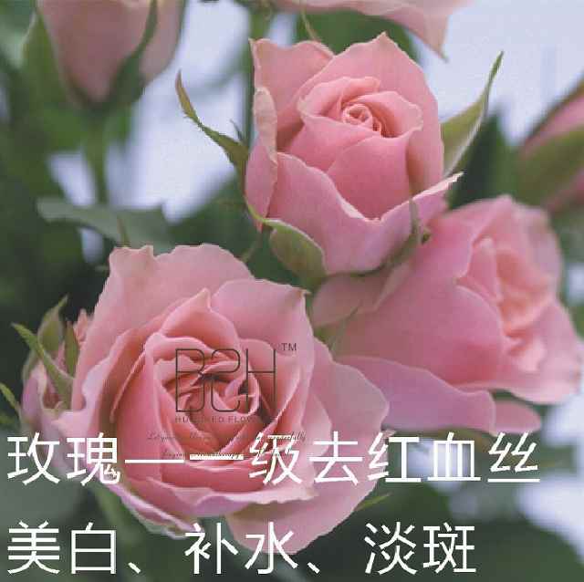 保加利亚玫瑰精油