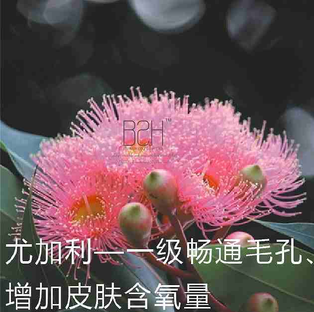 霸道的尤加利精油